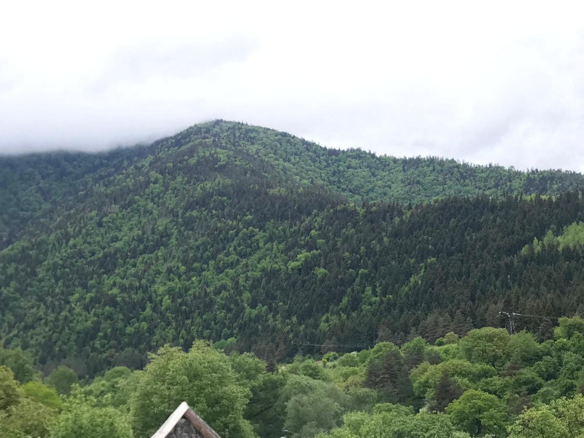 Zviad Guest House Borjomi Exterior foto